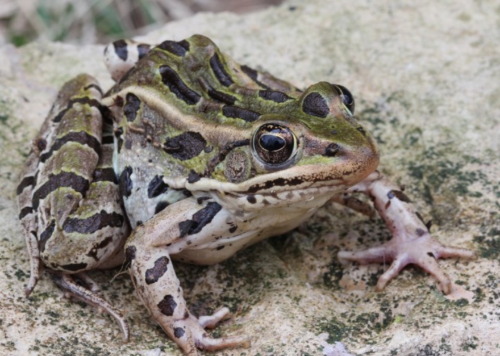 Northern Leopard Frog